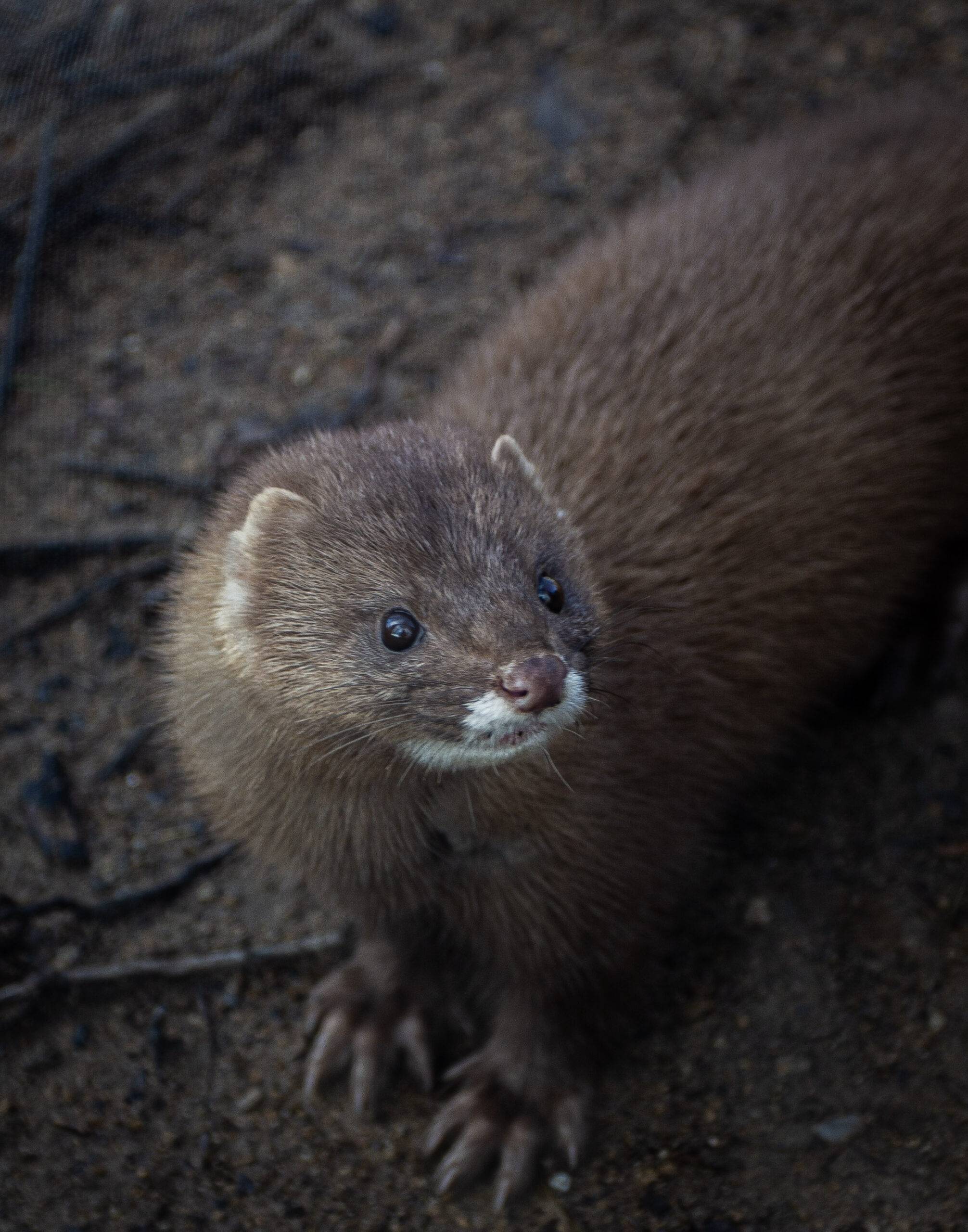 © Parc animalier d'Auvergne