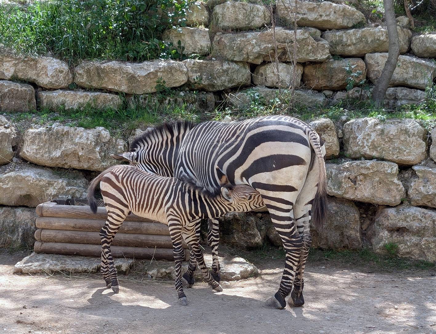 © Réserve Africaine de Sigean