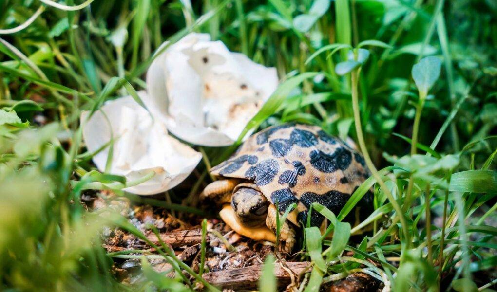© m2A / Parc Zoologique & Botanique de Mulhouse
