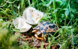 © m2A / Parc Zoologique & Botanique de Mulhouse