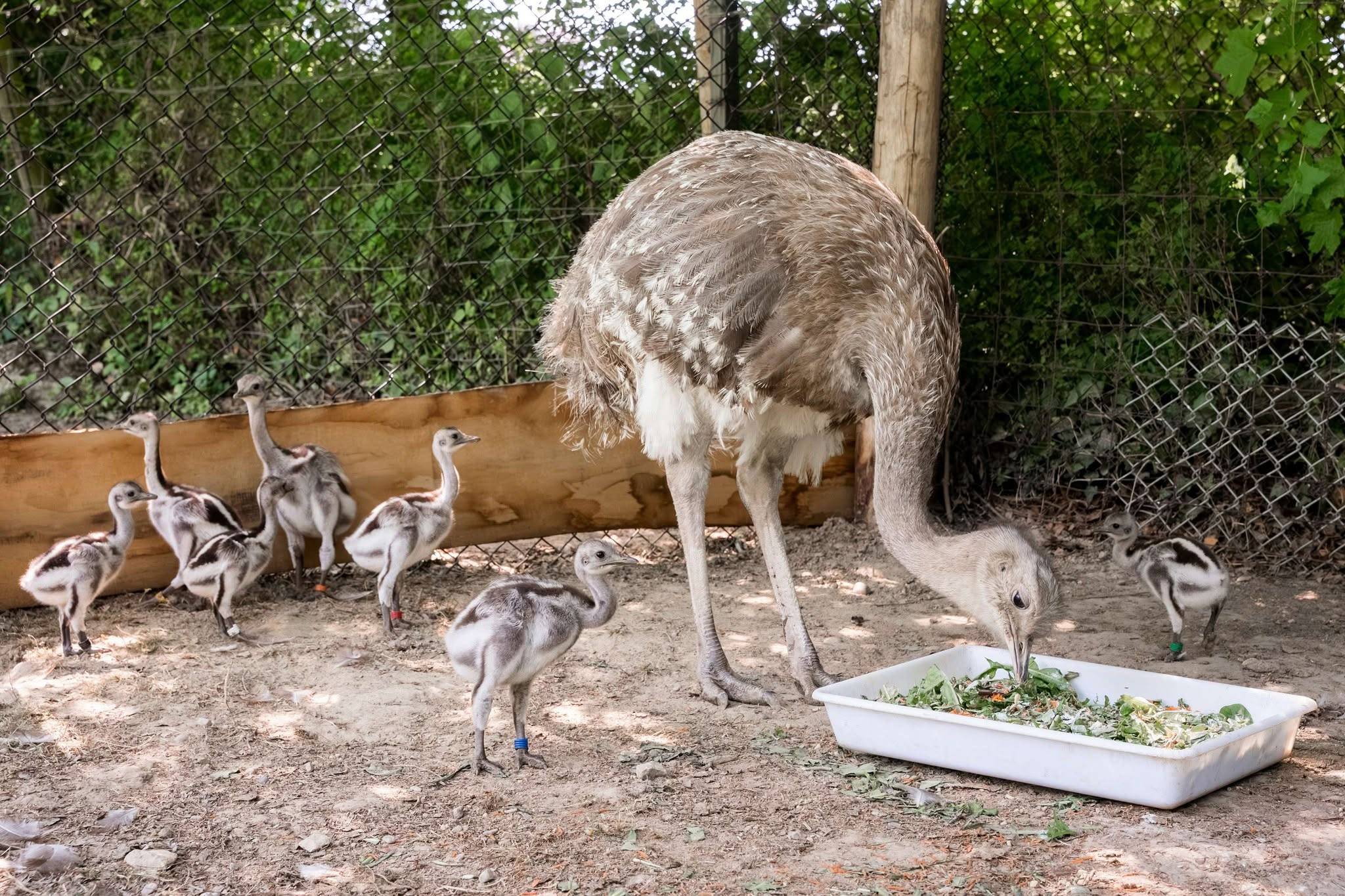 © m2A / Parc Zoologique & Botanique de Mulhouse