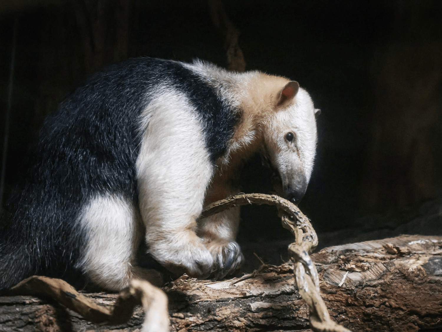 © m2A / Parc Zoologique & Botanique de Mulhouse