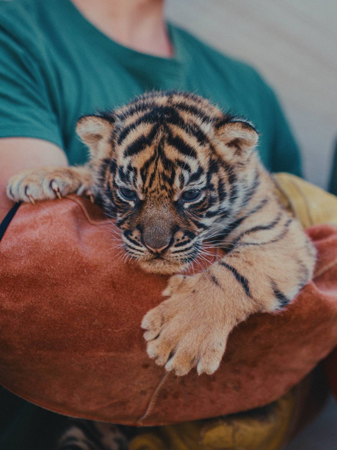 © Zoo de La Boissière du Doré
