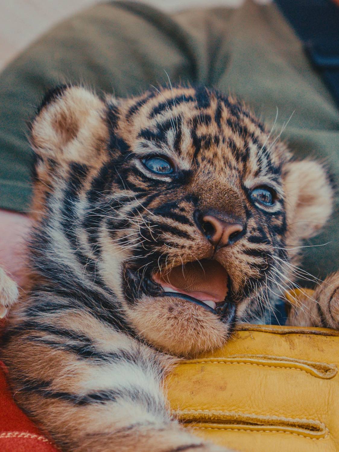 © Zoo de La Boissière du Doré