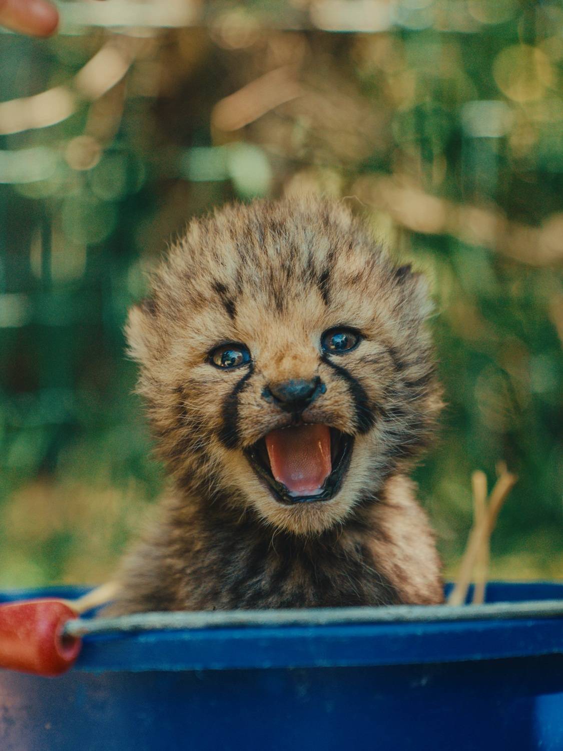 © Zoo de La Boissière du Doré