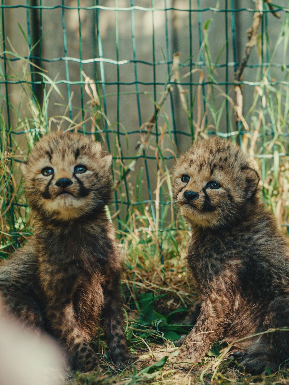 © Zoo de La Boissière du Doré