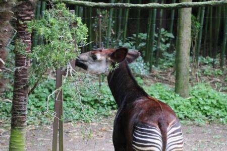 © Victor Lahcen - Nature et Zoo