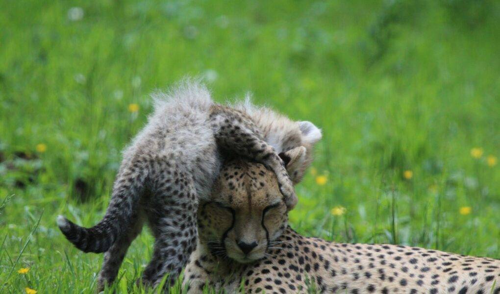 © Victor Lahcen - Nature et Zoo