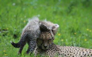 © Victor Lahcen - Nature et Zoo