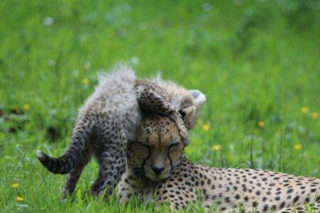 © Victor Lahcen - Nature et Zoo