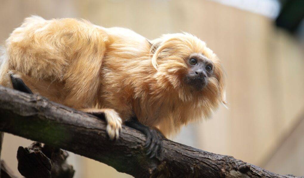 © ZooParc de Beauval