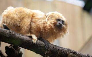 © ZooParc de Beauval