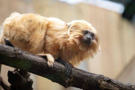 © ZooParc de Beauval