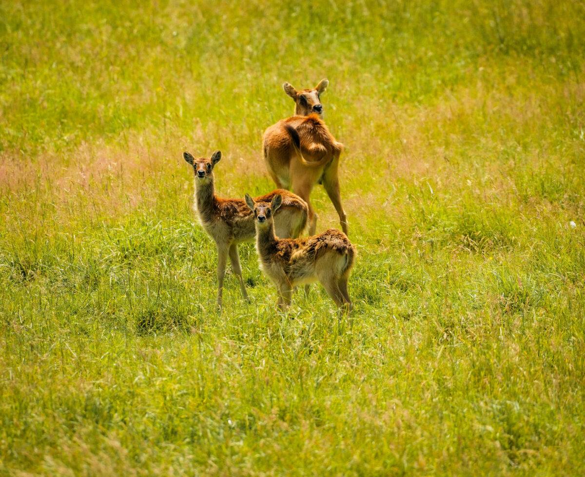 © Parc de Branféré