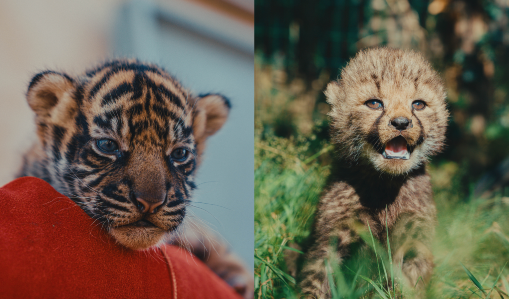 © Zoo de La Boissière du Doré
