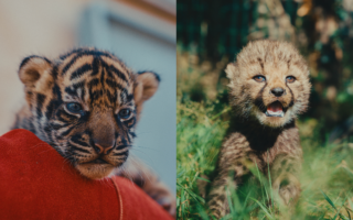 © Zoo de La Boissière du Doré