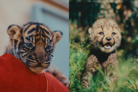 © Zoo de La Boissière du Doré