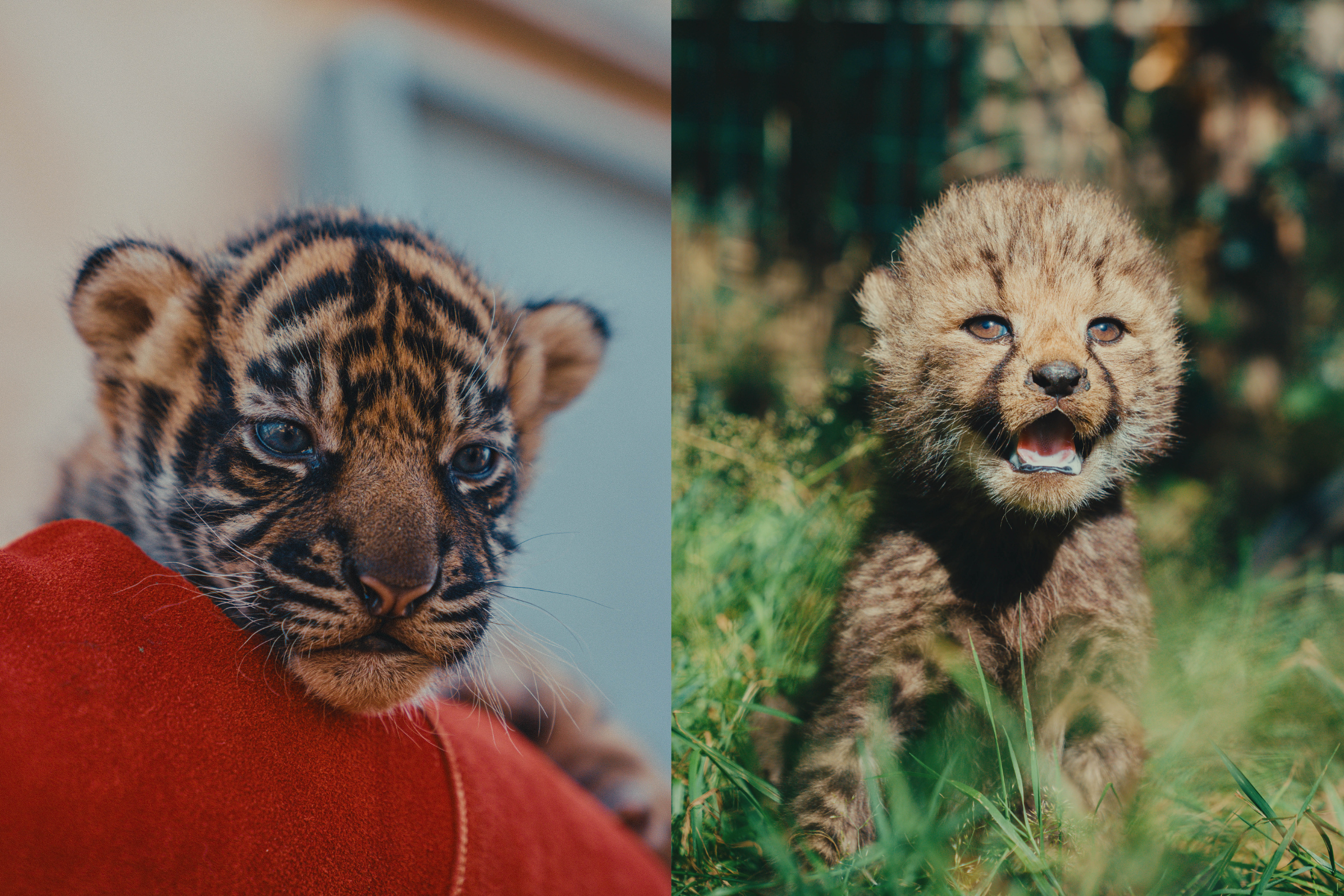 © Zoo de La Boissière du Doré