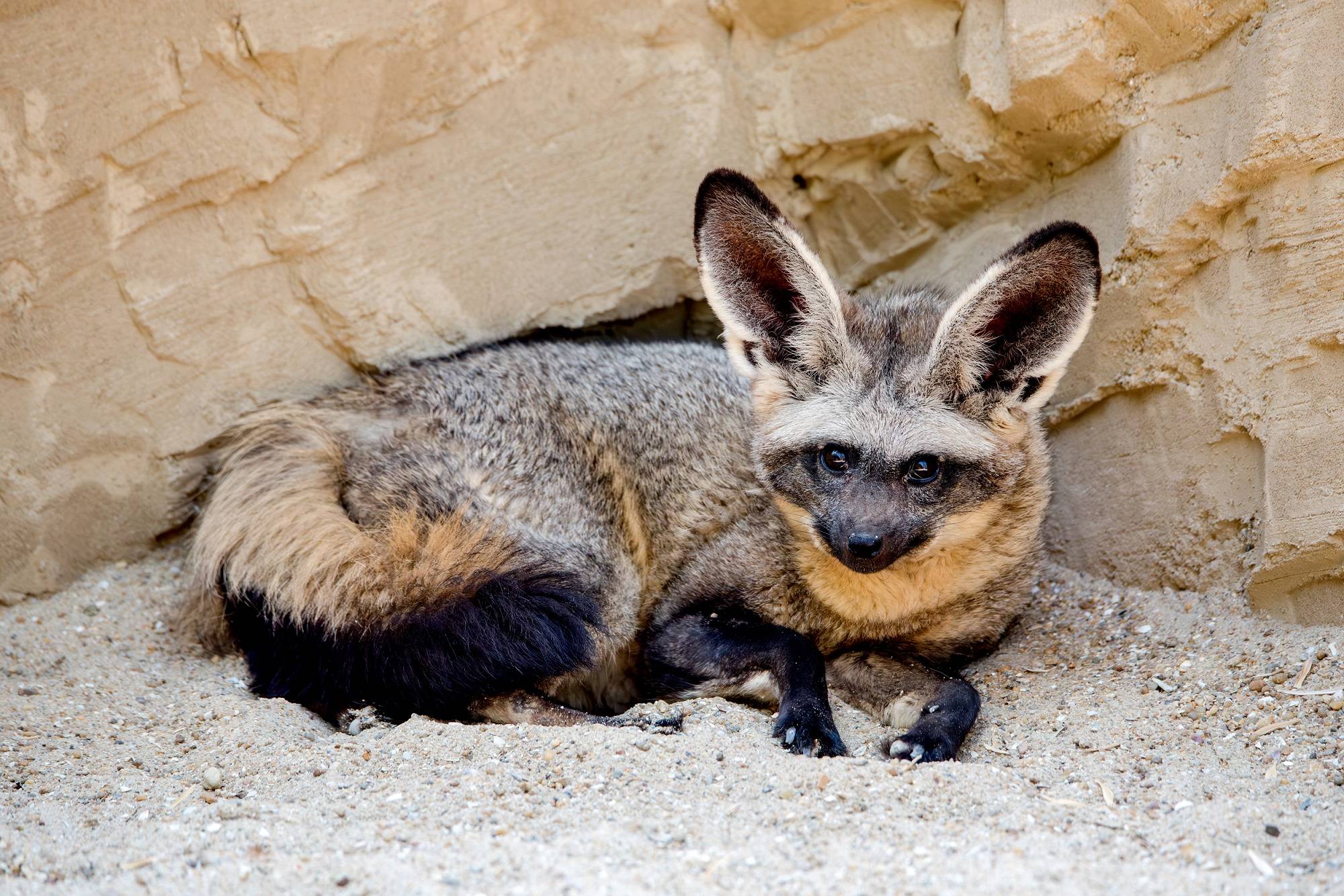 © Brigitte Delibes - Zoo de La Boissière du Doré
