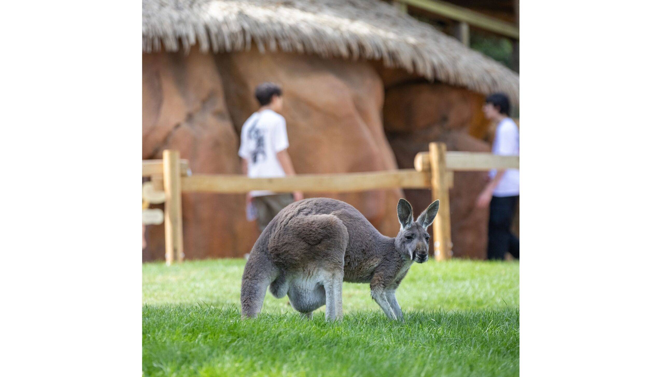 © ZooParc de Beauval