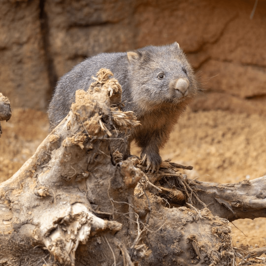© ZooParc de Beauval