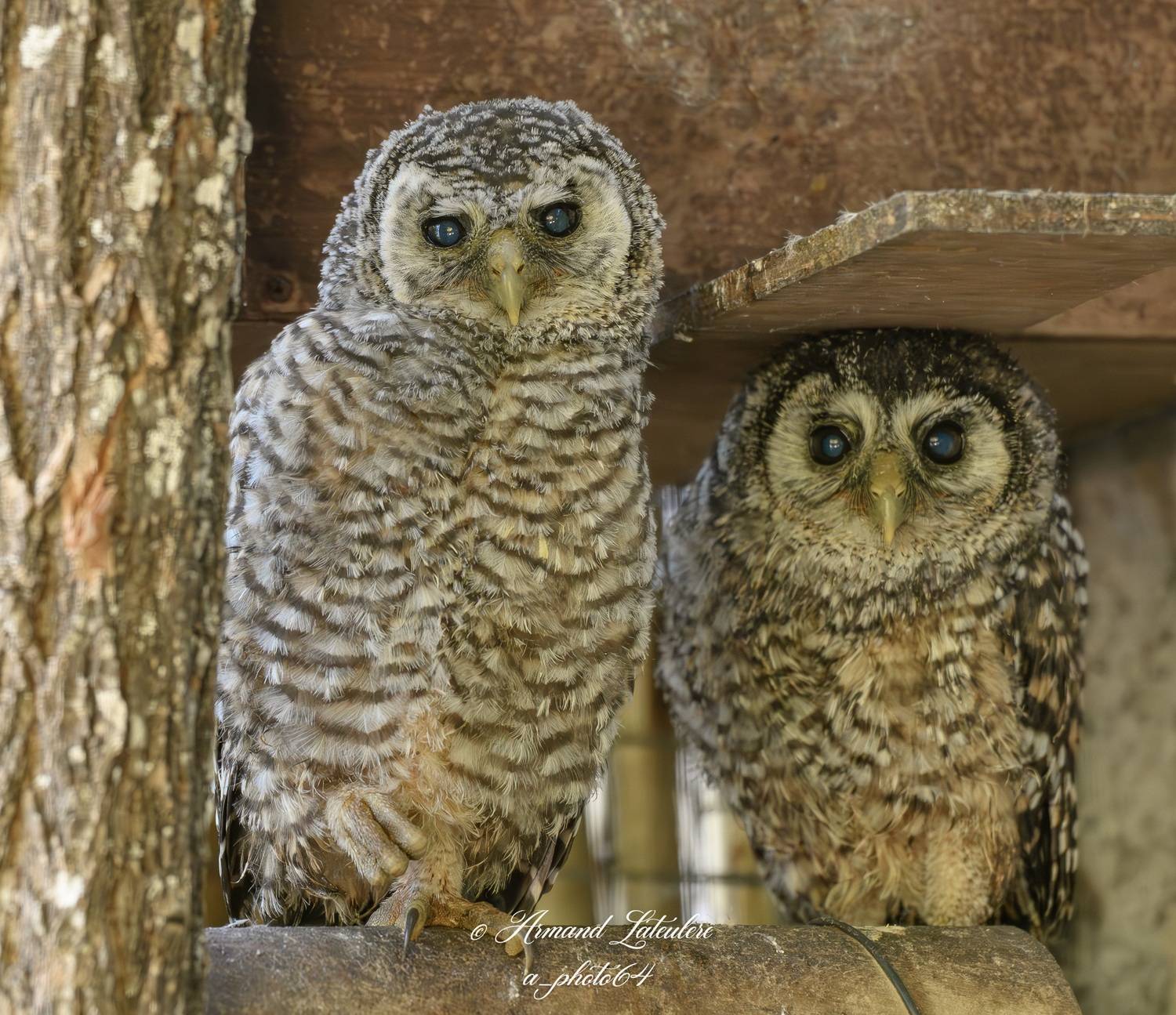 © Armand Lateulere - Zoo d'Asson