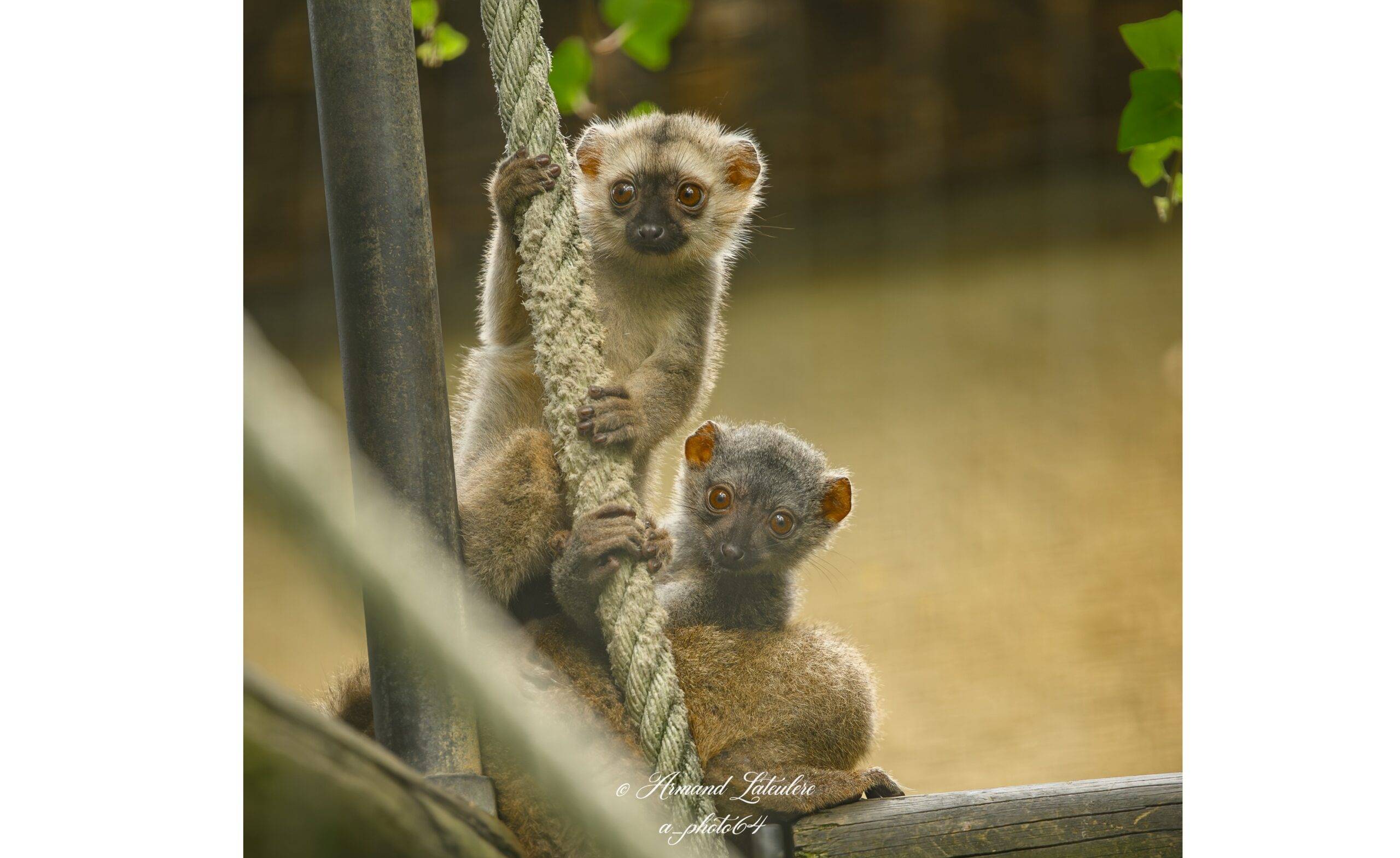 © Armand Lateulere - Zoo d'Asson