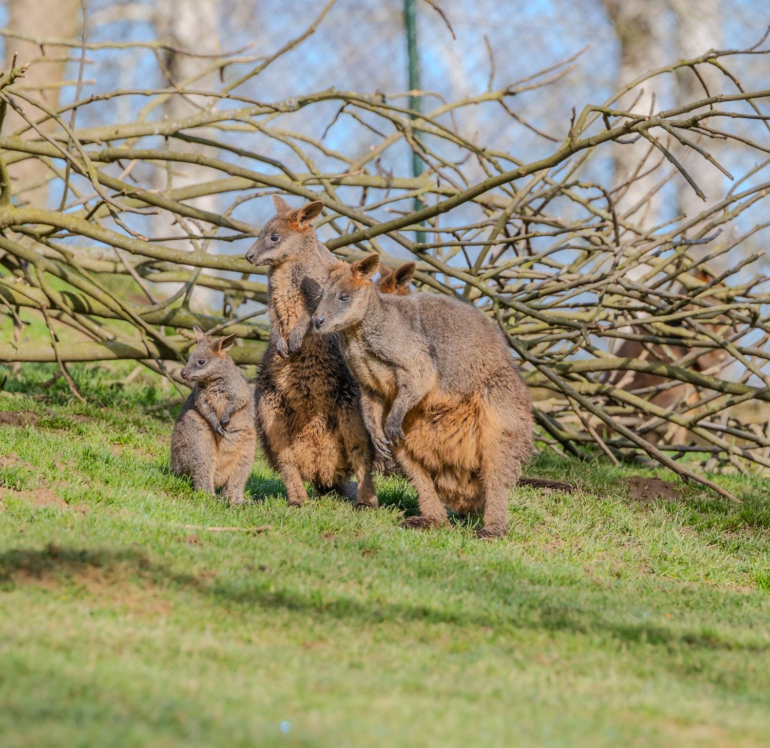 © Armand Lateulere - Zoo d'Asson