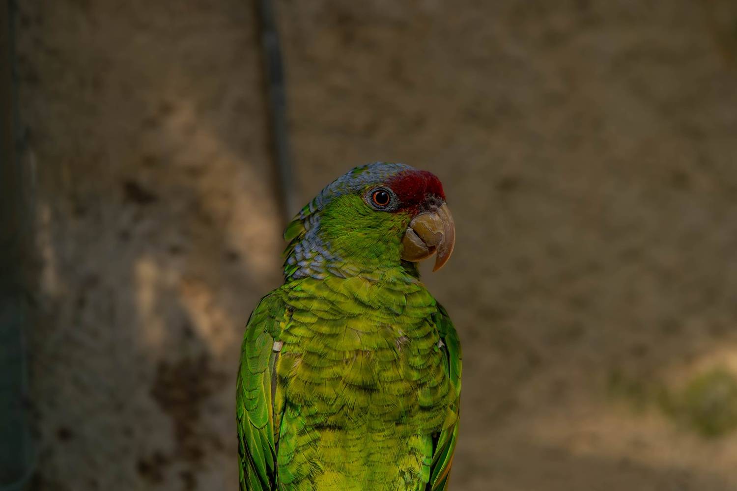 © Armand Lateulere - Zoo d'Asson