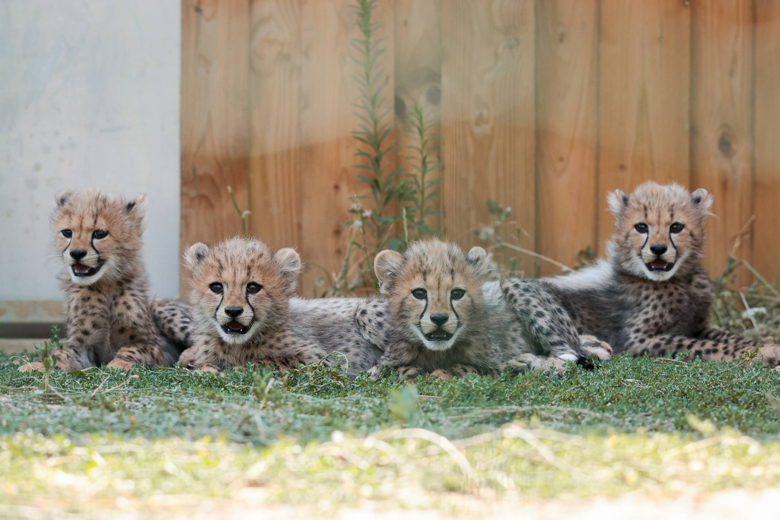 © Zoo de La Flèche