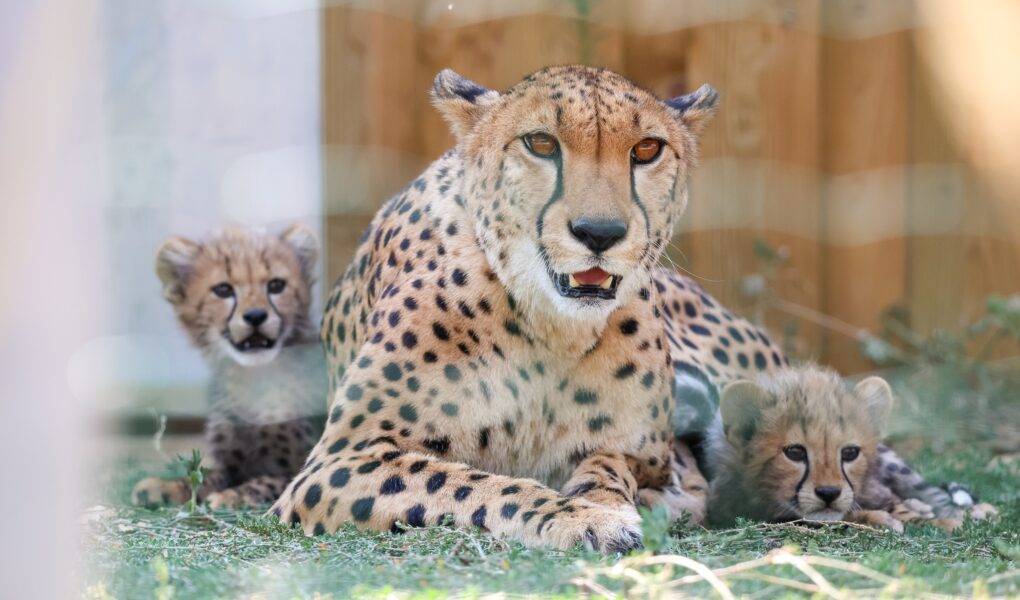 © Zoo de La Flèche