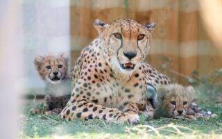 © Zoo de La Flèche
