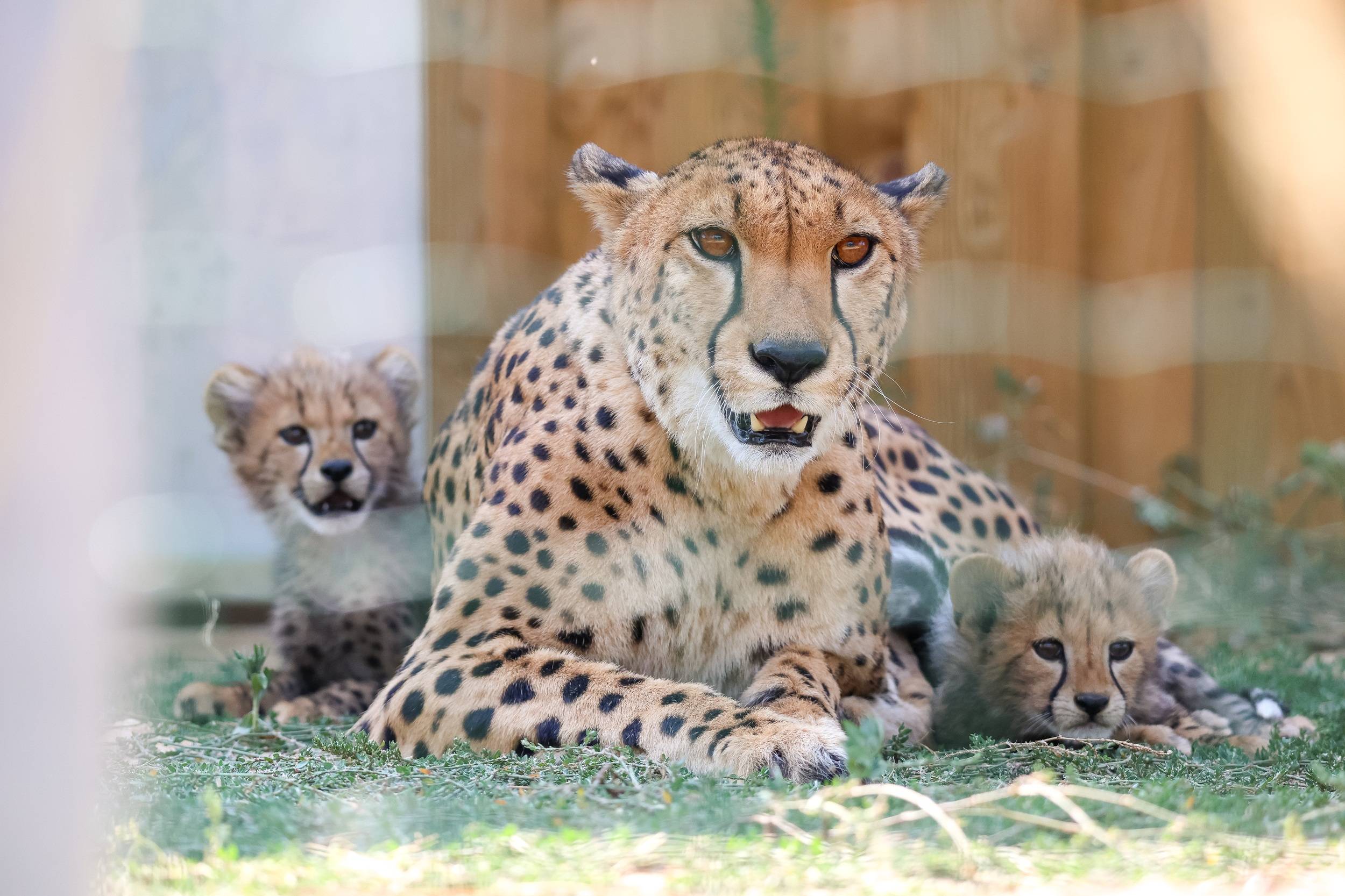 © Zoo de La Flèche