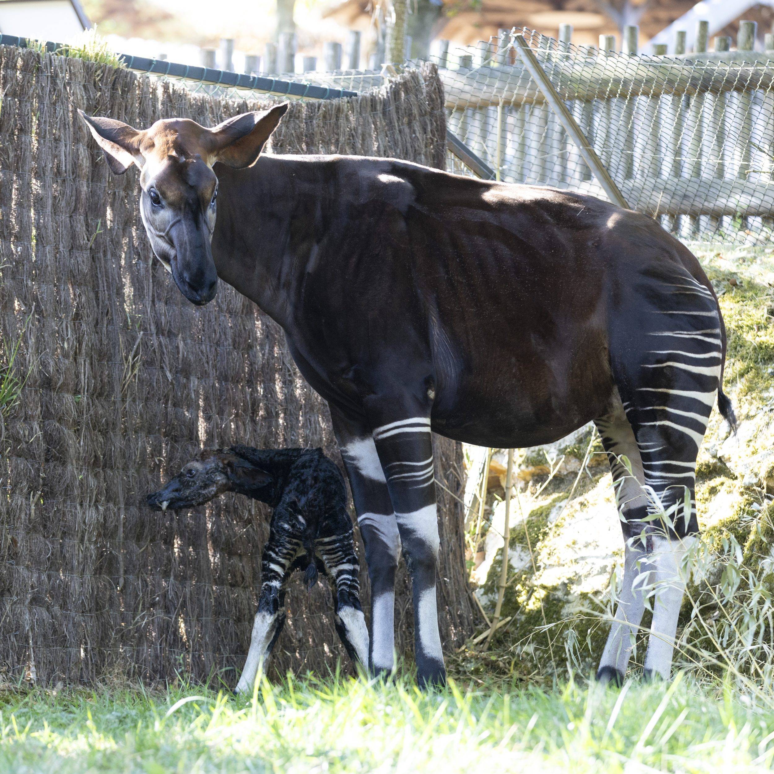 © ZooParc de Beauval