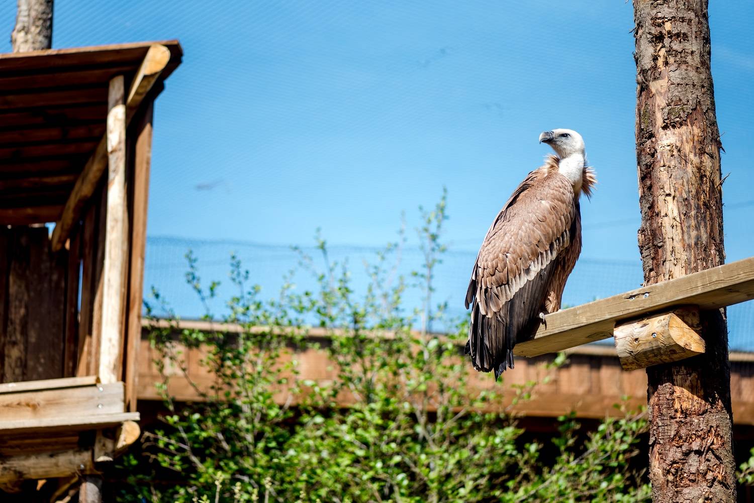 © Brigitte Delibes - Zoo de La Boissière du Doré