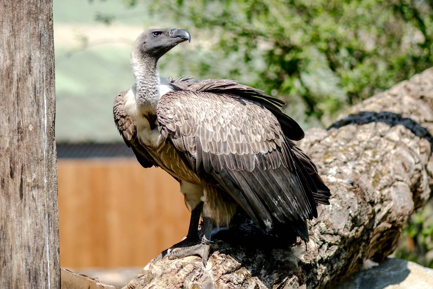 © Brigitte Delibes - Zoo de La Boissière du Doré
