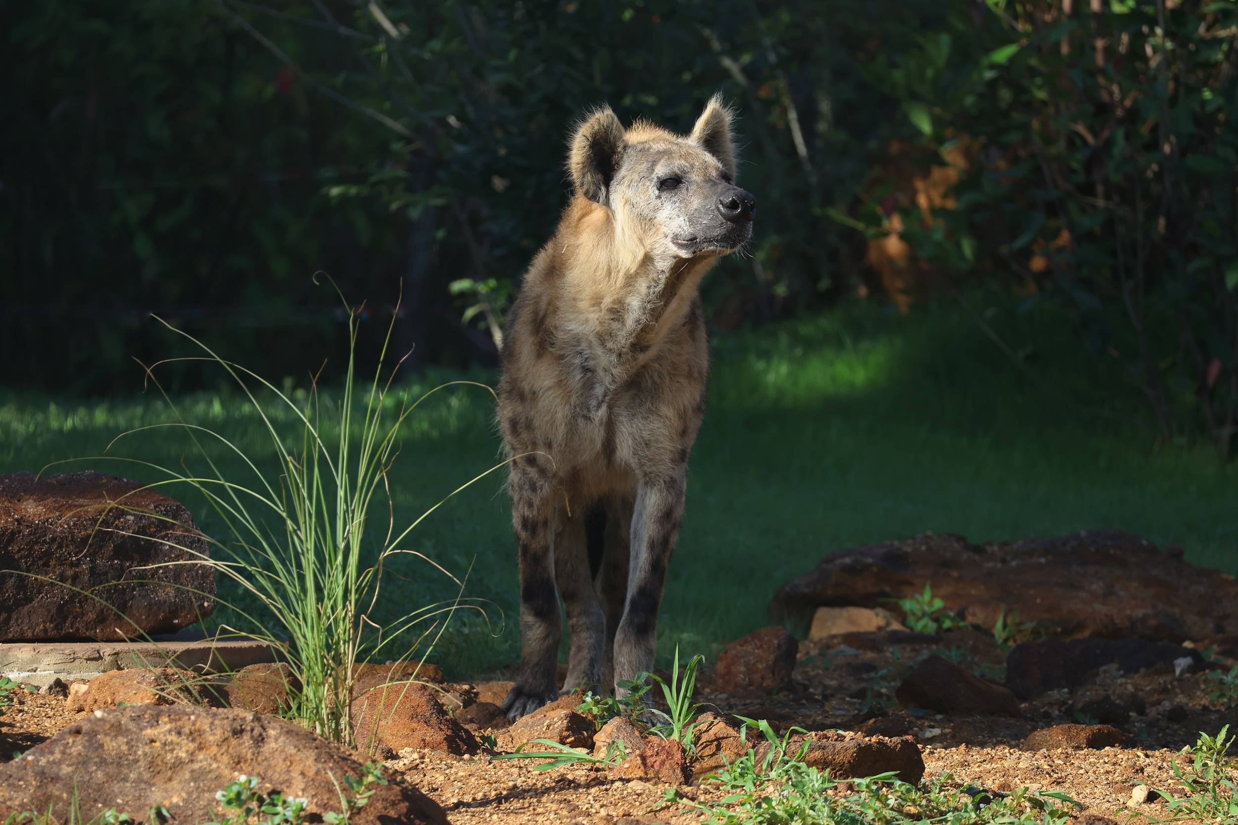 © Zoo de La Flèche