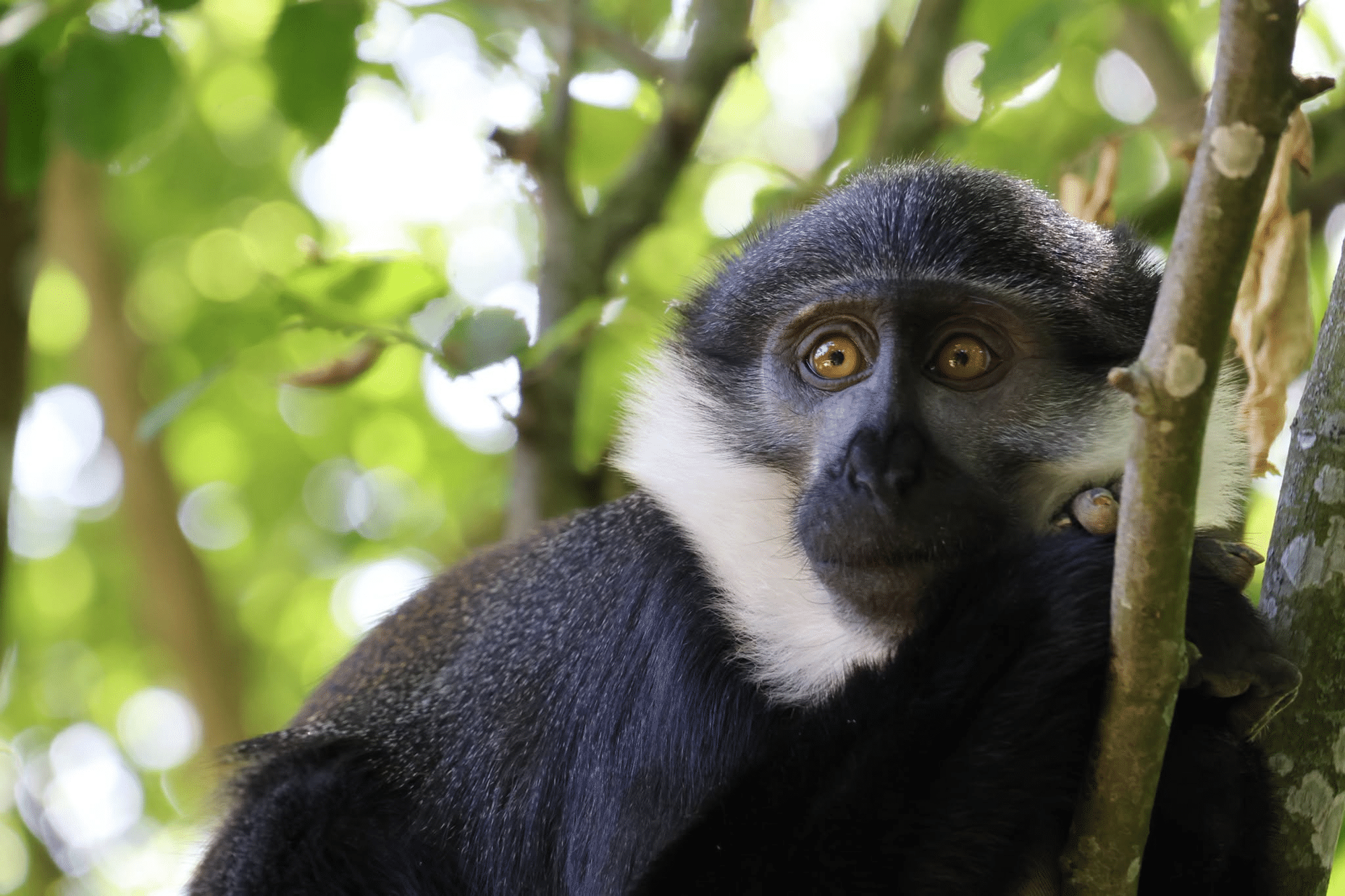 © La Vallée des Singes