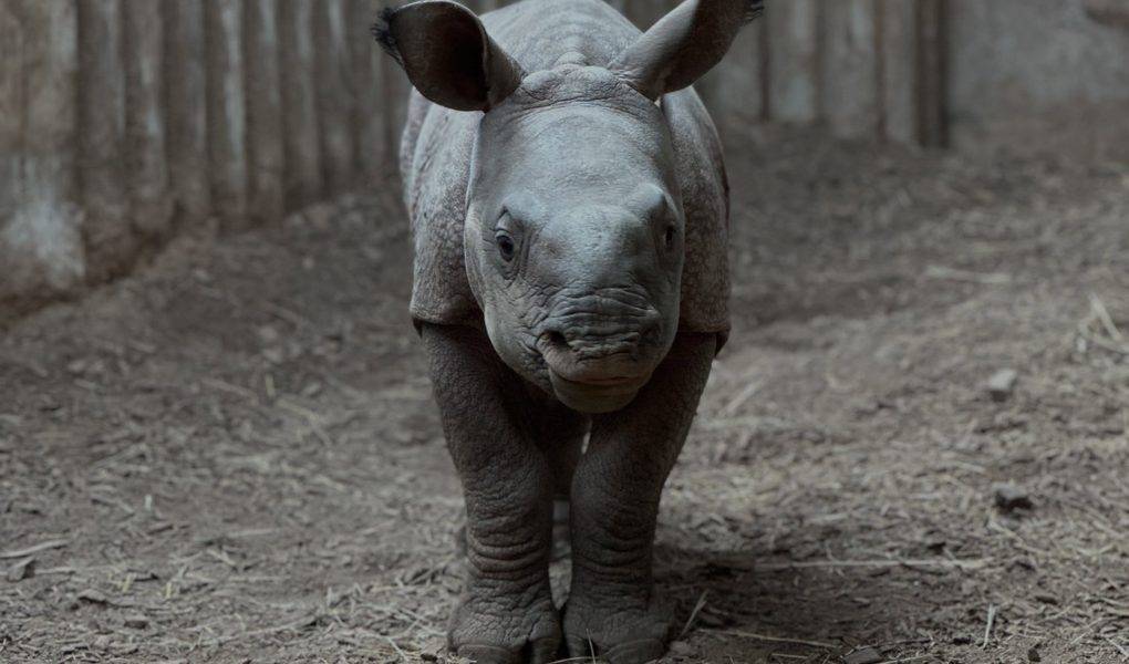 © Touroparc Zoo
