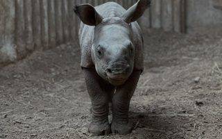 © Touroparc Zoo