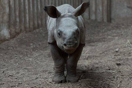 © Touroparc Zoo