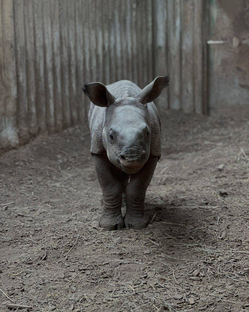 © Touroparc Zoo