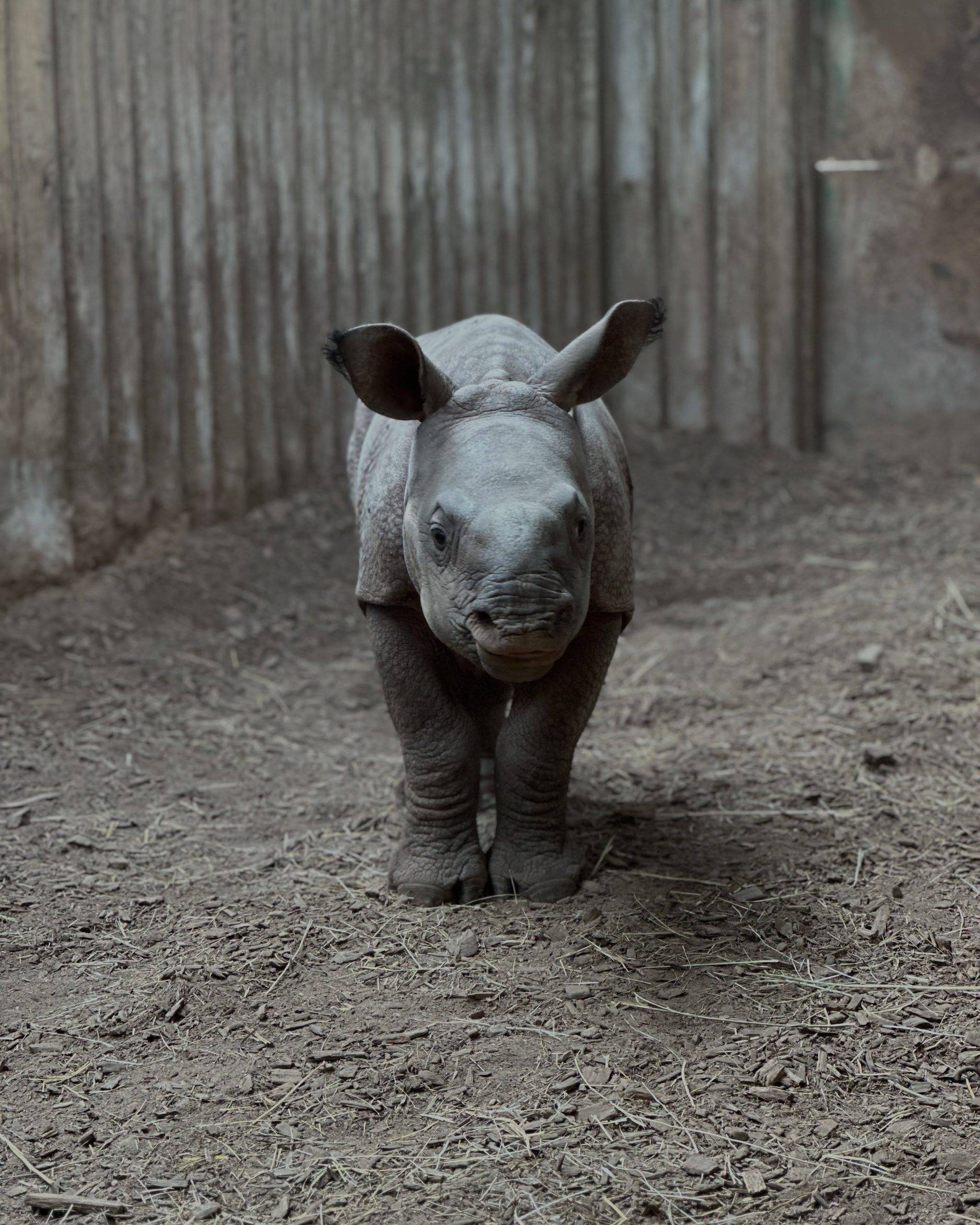© Touroparc Zoo