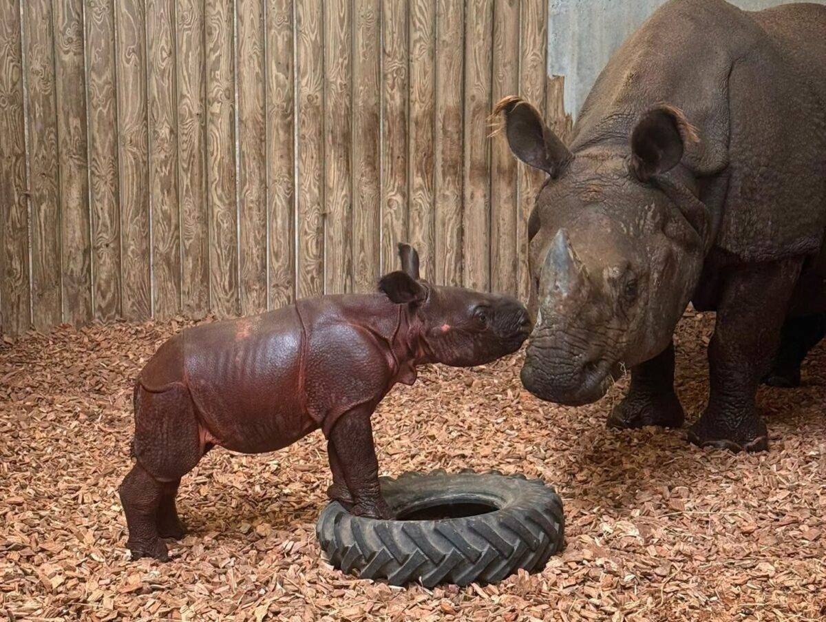 © Touroparc Zoo