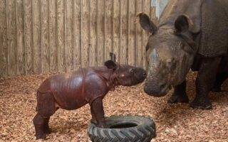 © Touroparc Zoo