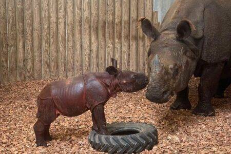 © Touroparc Zoo