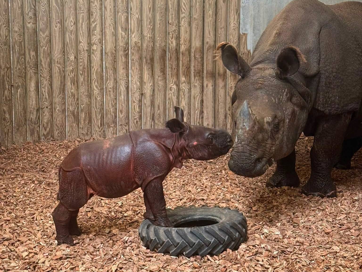 © Touroparc Zoo