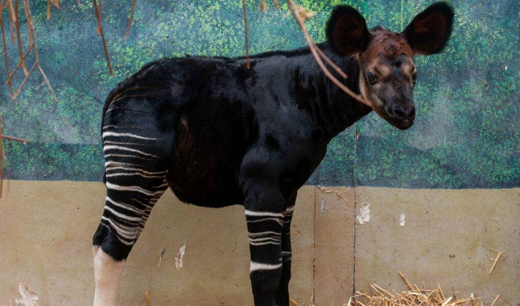 © ZooParc de Beauval