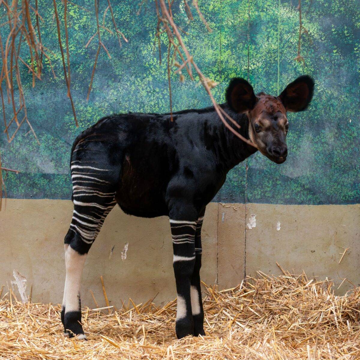 © ZooParc de Beauval