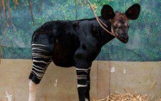 © ZooParc de Beauval